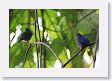 SelvaVerde - 091 * Shining Honeycreepers (male and female) * Shining Honeycreepers (male and female)